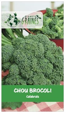 200 Graines de Chou Brocoli Calabrais - Très facile à Cultiver - Récolte Généreuse