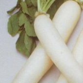 Heirloom Heritage Japanese Oriental MINOWASE Daikon Radish Certified French Organic Grower