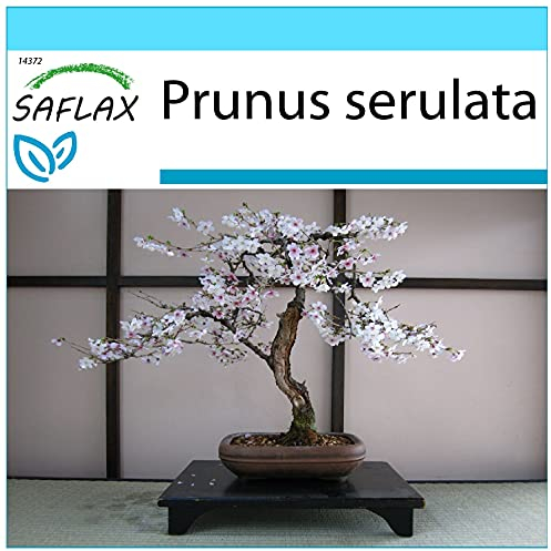 SAFLAX - Confezione regalo - Ciliegio del Giappone/Sakura - 30 semi - Prunus serulata
