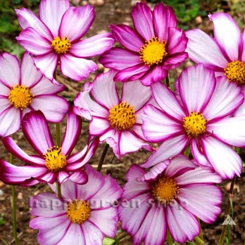 Cosmos Sensation Picotee 300 Seeds + Plant tag + Freebie - Pink White Flower - Cosmos bipinnatus