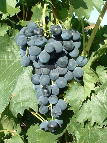 naturling Weintraube - blaue Tafeltraube Muscat bleu mit wunderbaren Muskataroma Trauben & gelbem Herbstlaub - einjährig veredelt