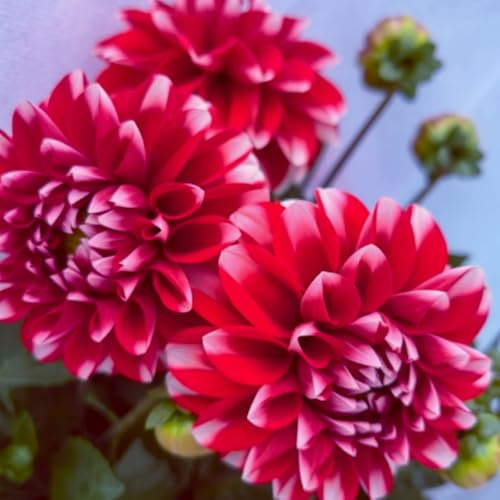 Dahlia Bulbs – Giant Flowers – Easy to Grow for Vibrant Summer & Fall Displays-2 Bulbs-G