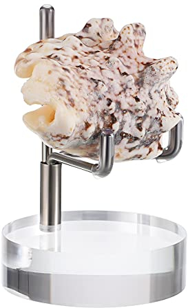 BTSKY Mini Size Adjustable Silver Metal Arm Display Stand Easel with Round Acrylic Base, Display Holder for Geodes Rock Mineral Agate Fossil Coral Coin