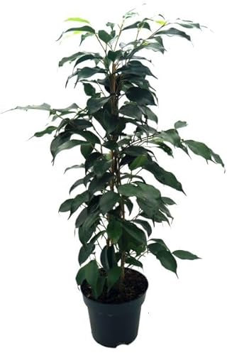 Ficus Benjamina Planta Natural con Maceta de 17cm - Ideal para Interiores