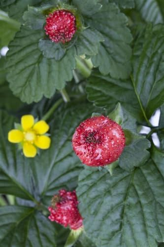 Duchesnea indica 9x9 cm Topf – Winterhart, Mehrjährig, Pflegeleicht – Scheinerdbeere – Bodendecker für Garten & Beet