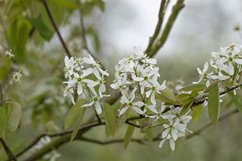Amelanchier laevis 80-100 cm - Kupfer-Felsenbirne, weiße Blüten, Blütezeit April-Mai, ideal für Hecken und Einzelstellung, bienenfreundlich, pflegeleicht