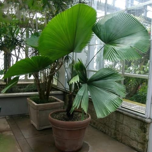Semillas de palma, comprar arboles Trachycarpus Fortunei, semillas de regalos para el jardin Las de hoja 30pcs