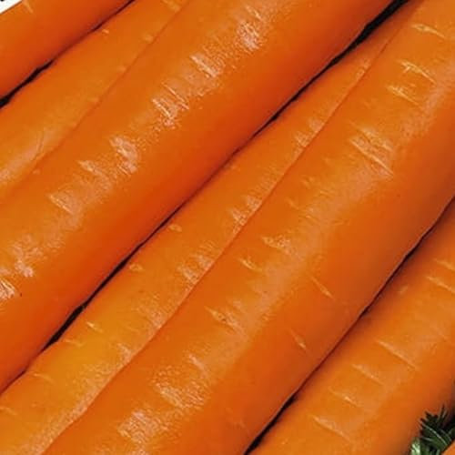 WegAna Naomi graines de carottes bande de semis 6m, graines de carottes, graines de légumes robustes, graines de légumes, graines de culture, graines pour la serre
