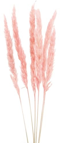 Pampasgras Deko Rosa, Trockenblumen Boho-Style 72cm 6St