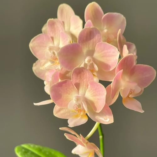 semi di orchidea phalaenopsis - resistenti giardino esotiche 500pcs