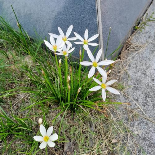 18bulbi di zephyranthes - resistenti, balconi Zephyranthes candida, giardino di perenni resistenti di precoci