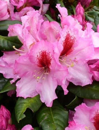 Rhododendron Hybride Diadem 30-40 cm hoch im 5 Liter Pflanzcontainer | Winterhart, immergrün & robust – blühfreudig und langlebig, ideal als Blickfang für Beet & Garten