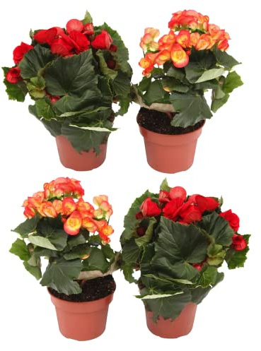 Begonia Elatior Flores Naturales - PACK 4 PLANTAS - Plantas de Begonia con Flor