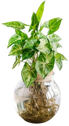 La Green Touch - Syngonium Pixie en hydroculture - Plante d'intérieur - Pot 12cm, Hauteur 30 cm