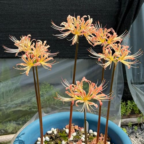 bulbi di giglio ragno, Lycoris radiata, balcone con d'appartamento esotiche in vaso serre tappezzante resistente Aiuole rialzate per il 2pcs
