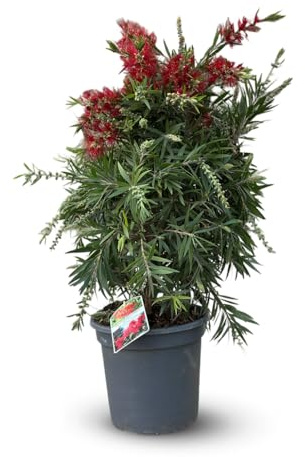 Attitude Jardin - Callistemon - citrinus - 70-80 cm - ⌀ 24 cm - plante d'extérieur