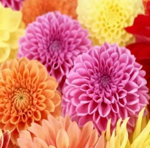 1 Pack of 35 SEEEDS Dahlia POM POM Mix Double