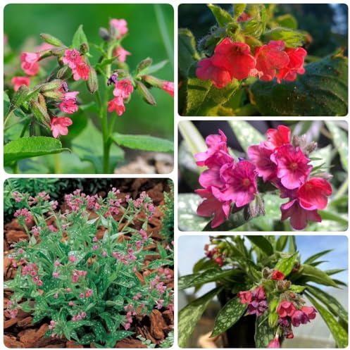 Semi di polmonaria, rare orto di aromatiche biologici semi di medicinali balcone del giardino copertura del 200pcs