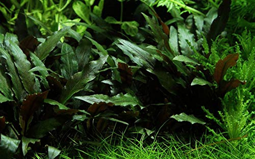 Tropica Aquarium Pflanze Cryptocoryne beckettii 'Petchii Topf Nr.108A Wasserkelch Wasserpflanze Aquariumpflanze