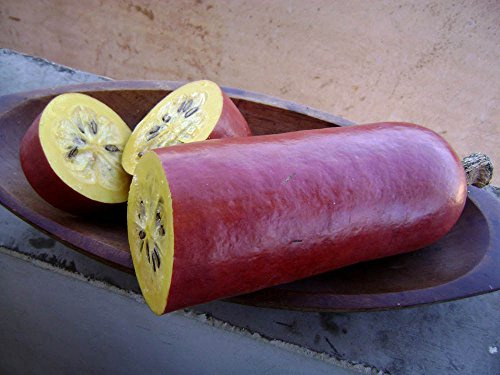 CASABANANA sicana odorifera 10 SEMI bisogno di calore per maturare GRANDE MELONE come il gusto