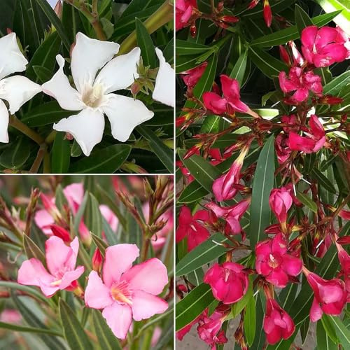 Oleander, Farbe zufällig, Topf-Ø 22 cm, Höhe ca. 60 cm