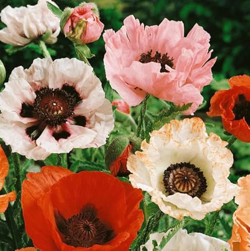 Papaver orientale 'Mixed Hybrid' x 6 Large Plug Plants Hardy Perennial Poppy