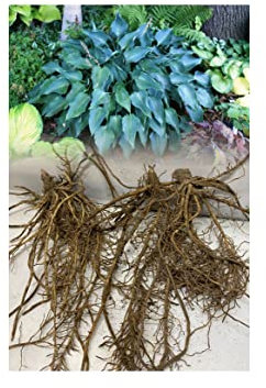 3 Hosta Blue Angel Plantain Lily Garden Hardy Bare Root Perennial Plant Grade 1 : - by GARTHWAITE NURSERIES® : - UK Stockist