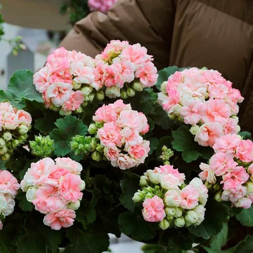 geranio - pelargonio de jardín silvestres exóticas Decoración 750semillas
