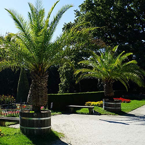 Drought Tolerant Evergreen Palm Tree Canary Island Date Baring Exotic Tropical Spiked Foliage 3X Phoenix Canariensis Palm in 1.5L Pot