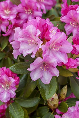 Rhododendron yak. 'Blurettia' 30-40 cm - Rhododendron, rosa Blüten, Blütezeit Mai-Juni, ideal für saure Böden, winterhart und pflegeleicht