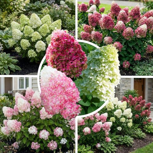 FLORIUM - Hortensien Paniculata Sammlung (3 Pflanzen) Winterharte hortensien, Echte Mehrjährig Rispenhortensien pflanzen aus Holland, für Garten und Kübelpflanzungen, 3 Sorten/Farben (kein Samen)