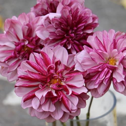 semi dalia selvatiche balcone decorazione giardino perenni resistenti all'inverno riverdimento tetti balcone decorazione sala bonsái 10pcs