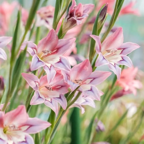 15bulbos de gladiolos sostenibles Cultivar jardín en un balcón interior