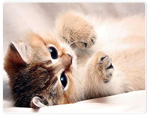 YISUMEI Tiermotiv Kuscheldecke Süße Katze Weich Bequem Kunstfell Decke Kuscheldecken für Couch Bett XXL,150 x 200 cm