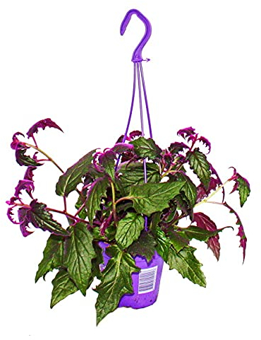 Exotenherz - Pianta da appendere – Gynura Purple Passion – foglia di velluto – ortica di velluto – pianta viola 14 cm vaso