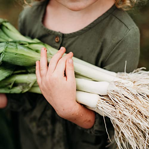 American Flag Leek - 250 Seeds - Heirloom Leek Variety, Non-GMO Vegetable Seeds for Planting Outdoors in The Home Garden, Thresh Seed Company
