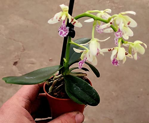 POWERS TO FLOWERS - ORCHIDEA PHALAENOPSIS SEDIREA JAPONICA, IN VASO 9CM DIAMETRO, pianta vera
