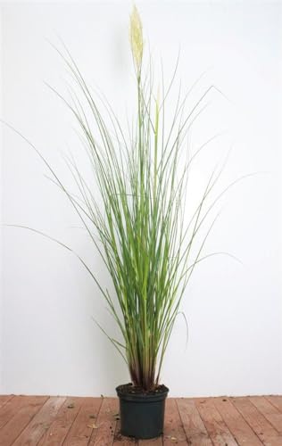 Pampasgras Cortaderia selloana Citaro 60-80 cm winterhart | Sonniger Standort, dekorative Wedel, ideal für Garten und Terrasse, robust, langlebig, blickfang im Herbst