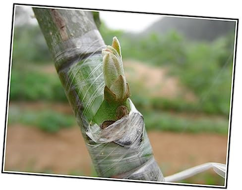 Milisten Baumpfropfband Aus Pe-Folie Selbstklebend Für Obstbäume Gemüse Und Garten Dehnbar Geeignet Für Avocados Zitrusfrüchte Und Andere Pflanzen