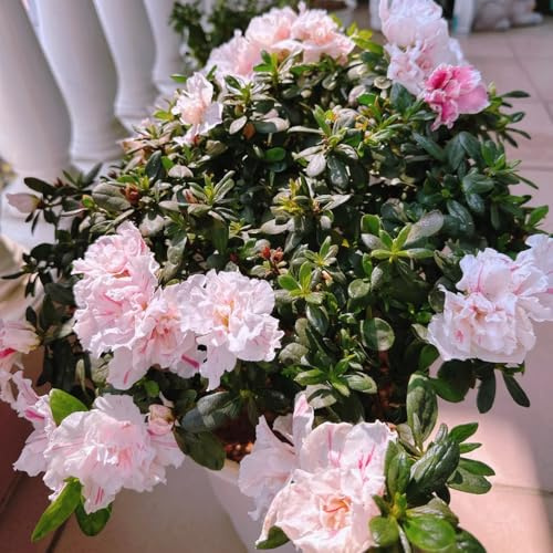 semi di rododendro - campo balcone resistente appartamento perenni 40pcs