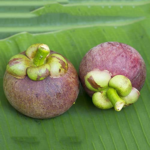 Semi di mangostano - frutteto da frutto nani, resistenti da balcone frutto colonnari comprare raro colonnare colonnari semi di per 45pcs
