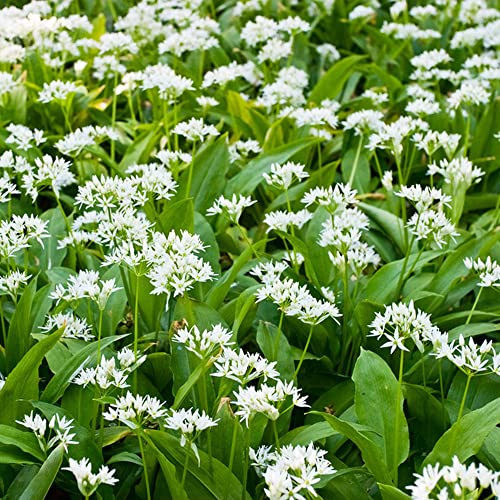 comprar ajo silvestre Cultivo de hortalizas de invierno semillas ajo silvestre Balcón jardín cobertura del suelo Semillas hortalizas y medicinales balcón 400semillas