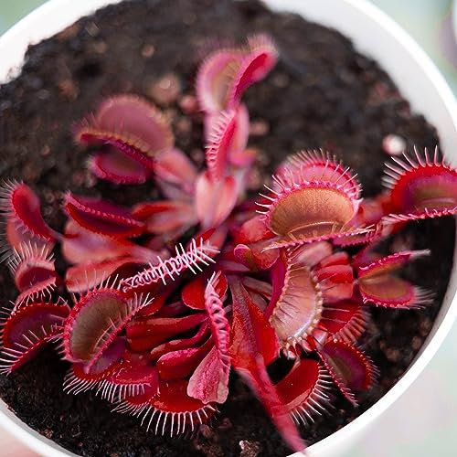 Venus Flytrap Seeds - All Red Mixed Species Dionaea Muscipula Carnivorous 5 Seeds