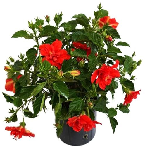 Hibiscus Natural Planta con Flores Llamativas - COLOR ROJO