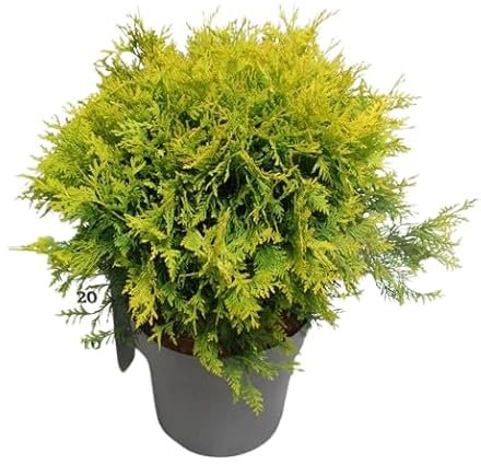 Thuja Natural Conífera Perenne Fácil de Cuidar para Exteriores