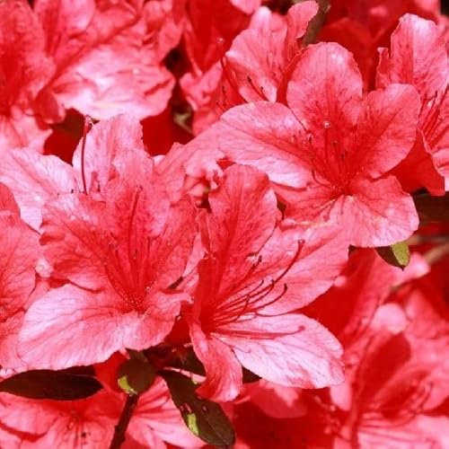 Azalée japonaise 'Rouge' – Azalea japonica 'Rouge' 25–30 cm pot | Arbuste de jardin, floraison rouge éclatante