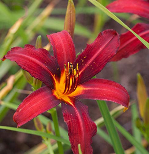 Taglilie Black Prince - Hemerocallis