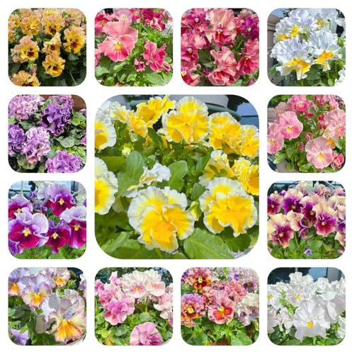 semi viole del pensiero resistenti - esotiche decorative, perenni balcone 550pcs