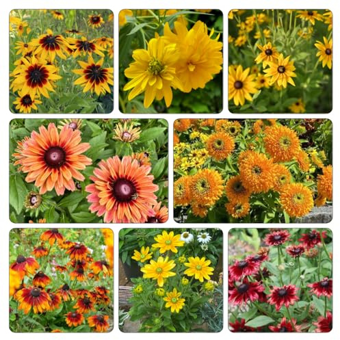 Sonnenhut - bodendecker dekopflanzen kräutersamen gartensamen bonsai topf blumenbeet balkon frühlingsblumen schmetterlingsflieder balkonpflanzen frühling wildblumen balkonblumen 150samen