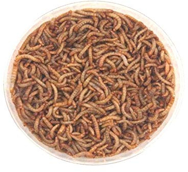 The Mealworm Company LIVEFOODS DIRECT Live Mini Mealworms Tub 55g Livefoods Direct Reptile 9-13mm. NEXT DAY DELIVERY ORDER BEFORE 12 NOON. GREAT FOR BABY BIRDS AND WILDLIFE.